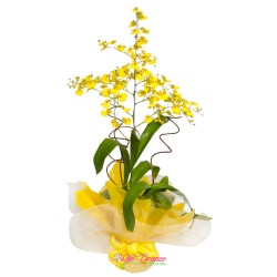 orquídea chuva de ouro